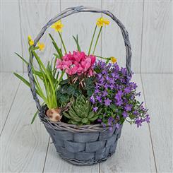 Flowering Planted Basket