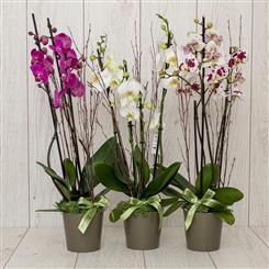 Orchid plant 